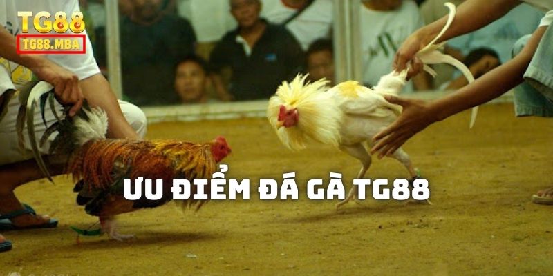Ưu điểm sảnh Đá Gà TG88