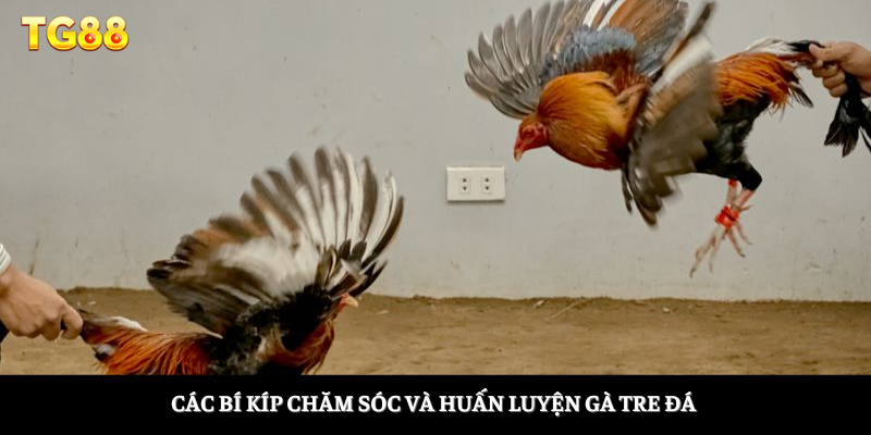 Các bí kíp chăm sóc và huấn luyện gà tre đá