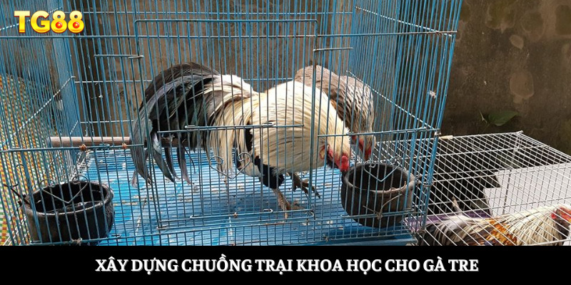 Xây dựng chuồng trại khoa học cho gà tre